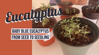 Baby Blue Eucalyptus Cinerea from Seed to Seedling [upl. by Nomyad121]