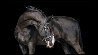 PierreEquestrian Music Video [upl. by Wolcott]