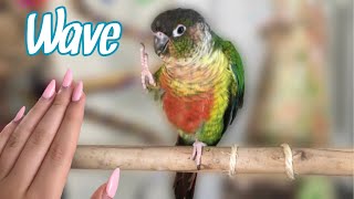 How to Teach Your Bird to Wave  Easy Parrot Trick Training [upl. by Naimaj944]