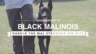 BLACK MALINOIS PROTECTING IN SOUTH CENTRAL LOS ANGELES [upl. by Laurence615]