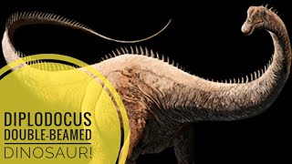 Diplodocus  Doublebeamed dinosaur Description [upl. by Philina]