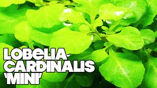 Lobelia Cardinalis Mini  3 Gallon Planted Tank [upl. by Llenor]