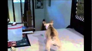 French bulldog vs cat [upl. by Mik]