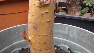 Growing Weeping Willow From Cutting   time lapse   Treurwilg [upl. by Hsevahb]