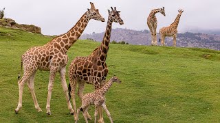 Welcome to the San Diego Zoo Safari Park [upl. by Nnaid]