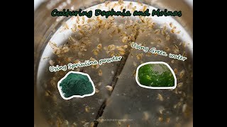 How To Culture Daphnia and Moinas using Green Water Spirulina powder [upl. by Los315]