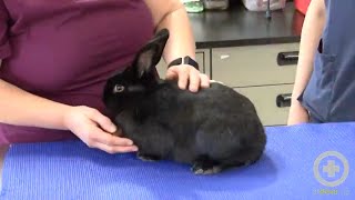 Exam Tips for Handling Rabbits [upl. by Votaw]