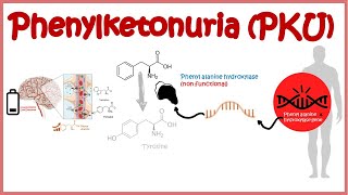 Phenyl Ketonuria  genetic defects in aminoacid metabolism [upl. by Aerdna]