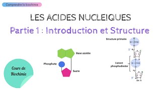 ACIDES NUCLEIQUES  INTRODUCTION ET STRUCTURE  Biochimie Facile [upl. by Akirehs]