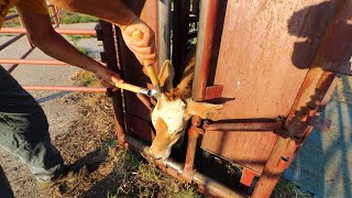 DEHORNING BANDING AND VACCINATING CALVES [upl. by Daffodil]