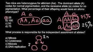 Inheritance of albinism [upl. by Acirretal]