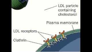 Receptor Mediated Endocytosis  LDL  Low Density Lipoprotein [upl. by Ingelbert]