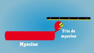 Contraction musculaire et utilisation de lATP [upl. by Rockwood92]