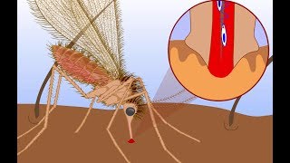 Leishmaniasis life cycle [upl. by God]