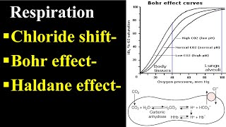 Bohr Effect  Chloride Shift  Haldane Effect [upl. by Brinna191]