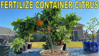 Complete Guide To FERTILIZING CITRUS TREES In Containers [upl. by Frasco285]