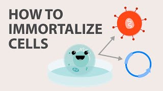 Cell Immortalization How to Immortalize Cells [upl. by Vieva]