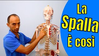 Anatomia della Spalla Ossa e Articolazioni Spiegata su Scheletro [upl. by Cathryn]