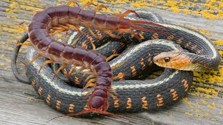 Snake vs Centipede  two poisonous speciess battle [upl. by Yztim]