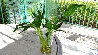 How to save Peace Lily from Root Rot [upl. by Richela]