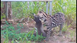 Ocelot vs Coati  Osa Conservation [upl. by Maximilian]