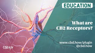 What are CB2 Receptors [upl. by Corvese163]