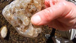 How To Find Beautiful Agates and Jasper at Greenwater Wash [upl. by Maghutte]