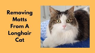 Removing Matts From A Longhair Cat [upl. by Felicie]