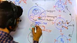 Cytotoxic T cell function [upl. by Adohr]