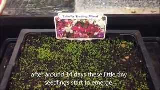 Trailing Lobelia mixed from seed Growing information and help [upl. by Enelak]