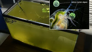 Raising Daphnia for the Freshwater Aquarium [upl. by Orville750]