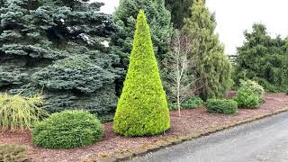 Cupressus macrocarpa Donard Gold Golden Monterey Cypress April 2 2020 [upl. by Reeher]