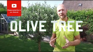 All you need to know about Olive tree Olea europea [upl. by Ttemme]