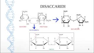 Lezione 1  COMPOSTI BIOLOGICI CARBOIDRATI e LIPIDI [upl. by Dorman201]