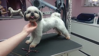 Strzyżenie Shih Tzu Salon dla Psów LilaArt Koszalin [upl. by Anuahsed]