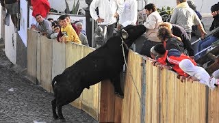 Tourada JAF  Canada Das Mercês  12 Outubro 2019  Ilha Terceira Açores [upl. by Tadashi]