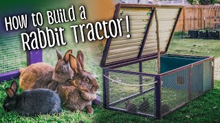 Rabbit Tractors  How to build one  Coccidiosis amp RHDV2 [upl. by Ntsyrk]