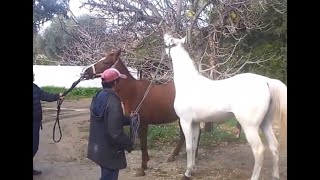 Hybrid Horse Donkey Mating with Burro [upl. by Adihsar]