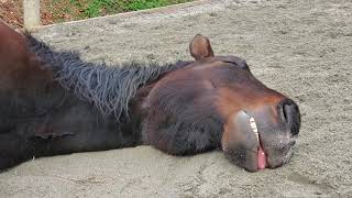 Sleeping Again Snoring and Snoozing Horses [upl. by Nine]