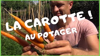 Réussir la carotte au potager [upl. by Ydahs]