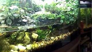 My Paludarium [upl. by Ynattir]