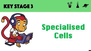 Specialised Cells [upl. by Kaylil]