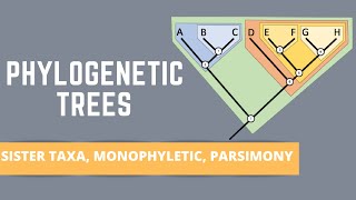 READING PHYLOGENETIC TREES ALL ABOUT SISTER TAXA MONOPHYLETIC GROUPS PARSIMONY [upl. by Neille101]