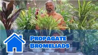 Gardening Help  How to Propagate Bromeliads [upl. by Arissa]