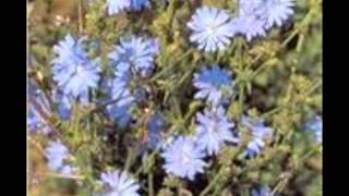 Chicory Cichorium intybus [upl. by Esilanna]