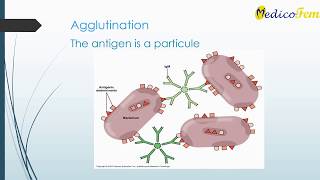 Antigen Antibody reactions Serological Reactions Immunological Reactions [upl. by Ardolino]