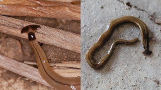 Hammerhead Flatworms Are Gross and Bad [upl. by Aicetel343]