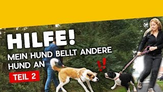 Hundebegegnungen Teil 2 Hilfe mein Hund bellt andere Hunde an Training 16 2019 [upl. by Llewol]