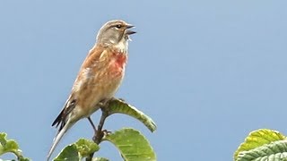 Bird Song  The Linnet [upl. by Nnahaid]