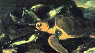 SaintSaens Carnival of the AnimalsTortues Tortoises [upl. by Edlin]